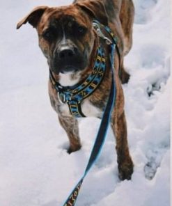 Alternative view of Multisele Blå